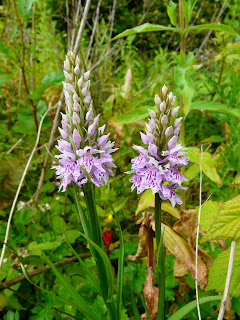 Common Spotted Orchid, Childwall Woods and Fields