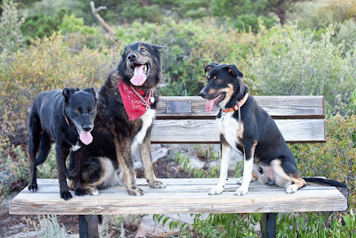 3 dogs sit on a large bench