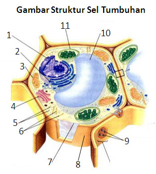 Identifikasi Struktur Sel Tumbuhan Biologi SMA Islam 