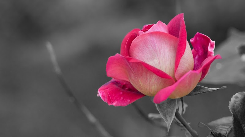 Top Gambar Bunga Rose