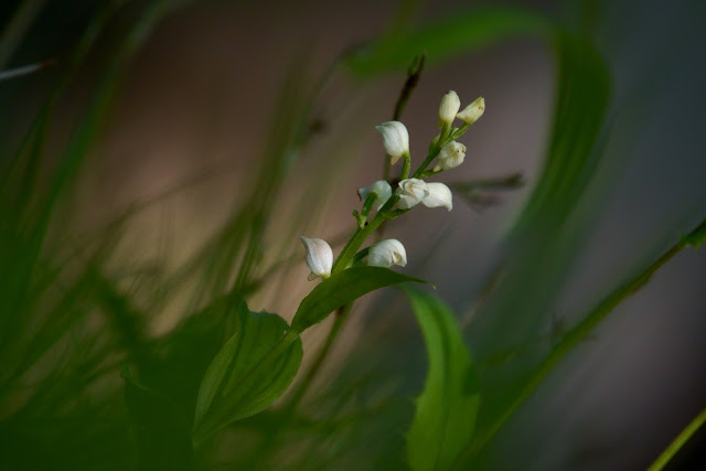 Cephalanthera erecta