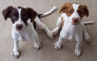 Brittany Spaniel Cute Puppies