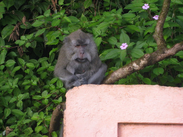 monkey ganga talao temple mauritius