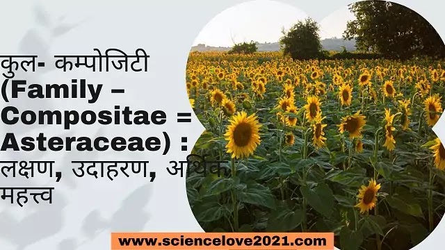 कुल- कम्पोजिटी(Compositae = Asteraceae):लक्षण, उदाहरण, आर्थिक महत्त्व|hindi