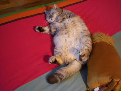 Fat Cat Giuly is a New Internet Sensation Seen On  www.coolpicturegallery.us