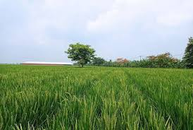 Pertanian , sawah di sukakarya masih lebar dan banyak