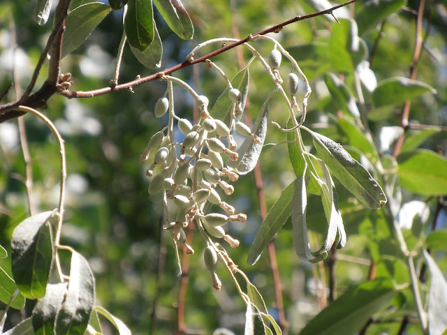 ÁRBOL DEL PARAÍSO: Elaeagnus angustifolia