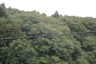 雨の中ツバメが巣立つ