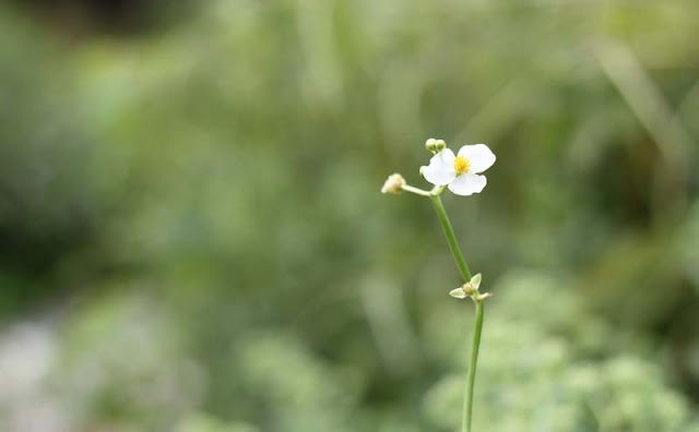 Broadleaf Arrowhead Flowers Pictures