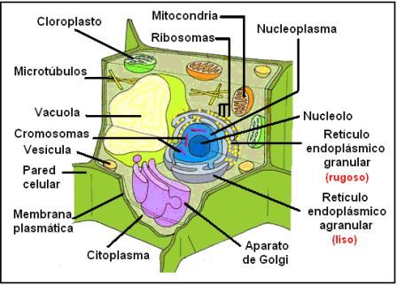 Resultado de imagen para celulas eucariotas vegetales