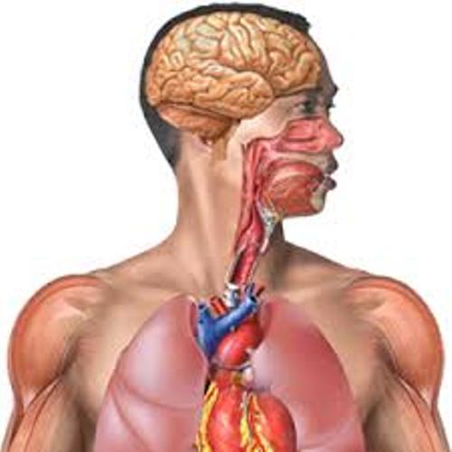 جسم الانسان فيه ثلاث ادمغة .صدق او لا تصدق