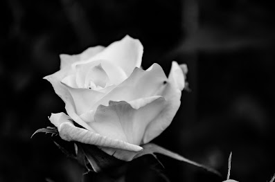 Dessicated rose 3