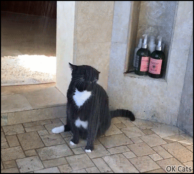 Crazy Cat GIF • Cat loves to drink water in the shower. What a funny weirdo! [ok-cats.com]