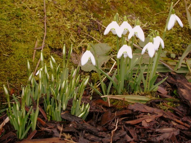 snowdrops