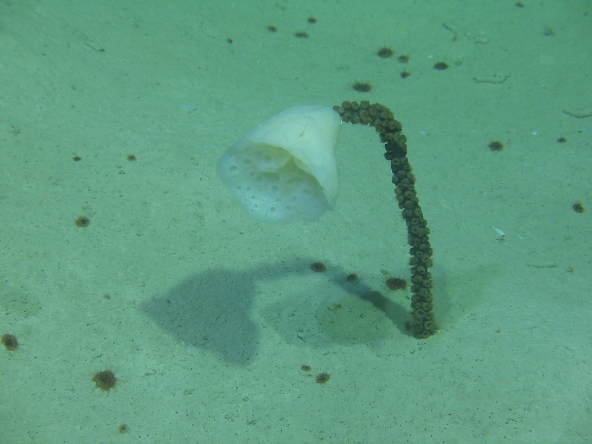10 Contoh  Hewan  Porifera  Beserta Gambar Dan Penjelasannya 