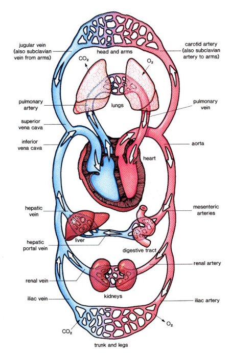 circulatory system diagram unlabeled. diagram of circulatory system