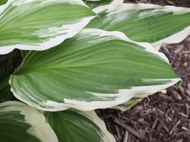 hosta 'patriot' leaf detail