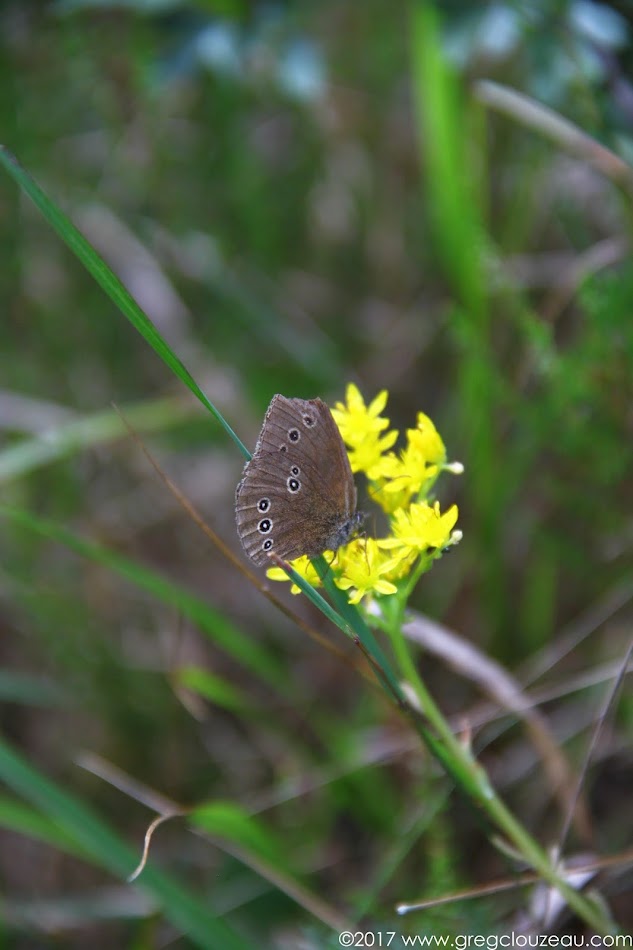 Le Tristan, Aphantopus hyperantus, Fontainebleau