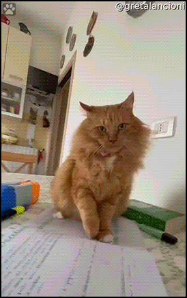 Funny Cat GIF • Proof No. 21 that working from home with cats 😸 is an impurrssible mission! [ok-cats.com]