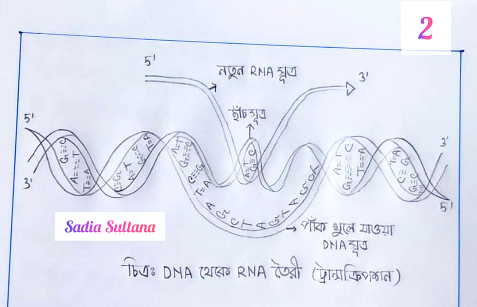 HSC Biology 6th Assignment 2022 Answer