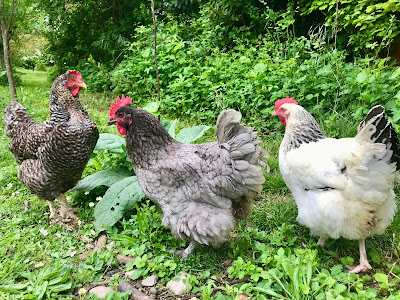 French Village lockdown diaries shopping local chickens