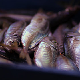 http://ec.europa.eu/fisheries/index_en.htm