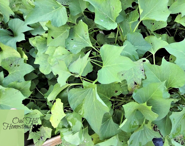 Sweet potato vines in a garden