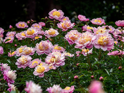 Skakuyaku (Paeonia lactiflora) flowers: Ofuna flower center (Kamakura)