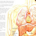 Human Body - Anatomy Of Human Body Organs