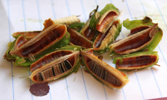 Agave chiapensis fruit cut open