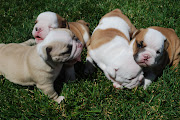 The father is a champion sired english bulldog. They are not kennel dogs.