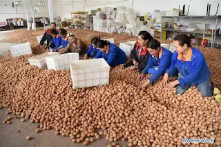 The Uyghur walnuts that became China's "gold-pouring tree".