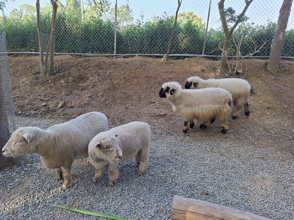 嘉義太保咩咩上樹萌寵樂園有各種可愛小動物，笑笑羊、水豚餵食互動