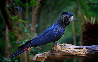 Cacatua negra da cauda vermelha