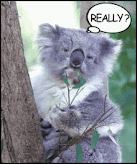 A koala in a tree saying, "Really?"
