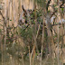Teifi Long-Eared Owl