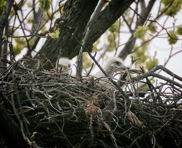 Red-tailed hawk nestlings in Tompkins Square Park