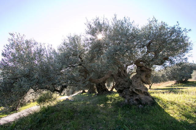 Azienda Tutto tonda