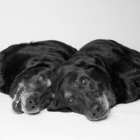 Amanda Jones fotografia cachorros através dos anos dog years cães idades