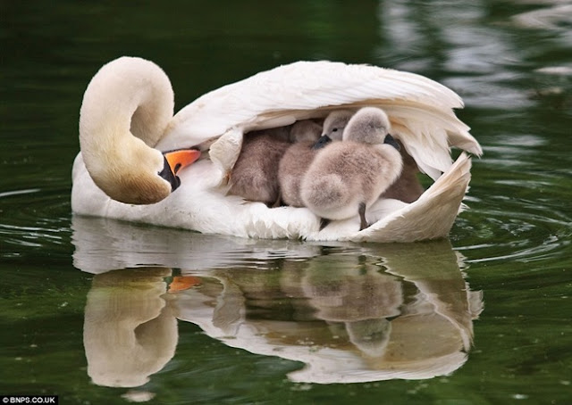 Collection of Beautiful Birds in Action