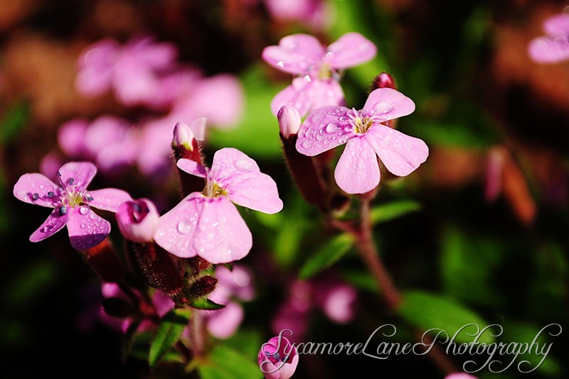 soapwort