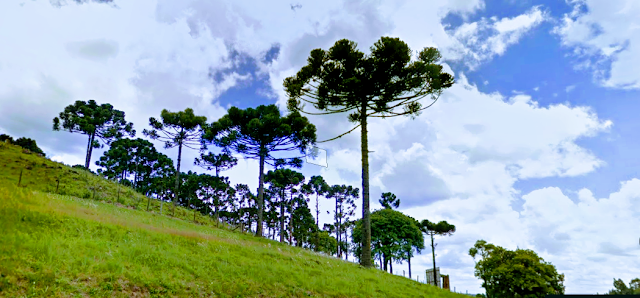 A imagem mostra algumas araucárias uma árvore em extinção no Brasil.