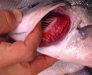 gills-fish1