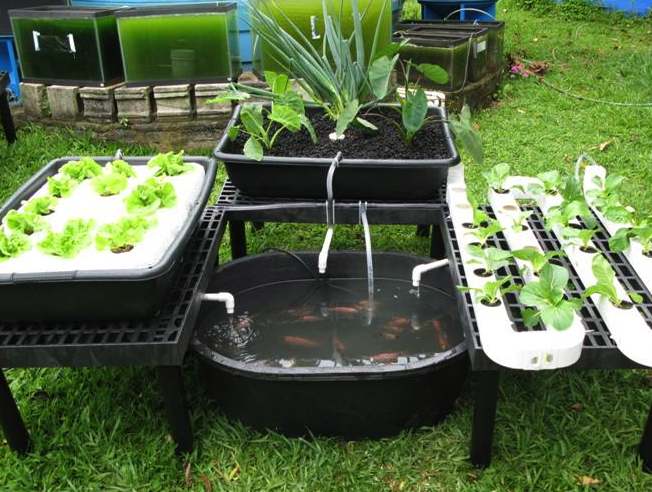 aquaponic, aquaponics, aquaponics system, backyard gardening ...