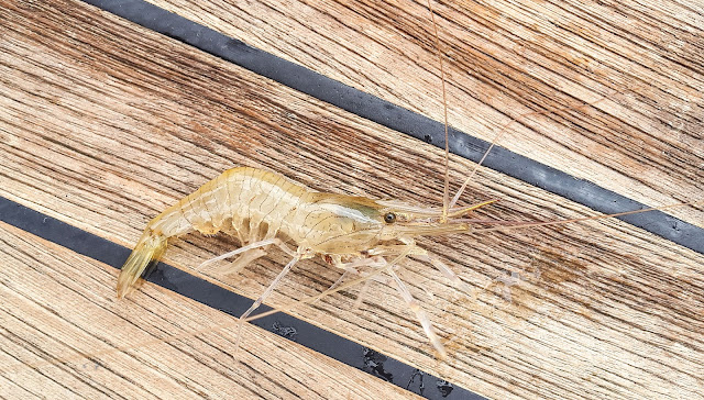 Photo of one of the prawns we caught laying on Ravensdale's aft deck