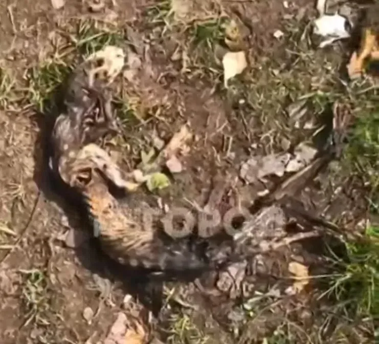 Segundo o noticiário local, a criatura “parece um lagarto” e tem cerca de 70 cm de comprimento