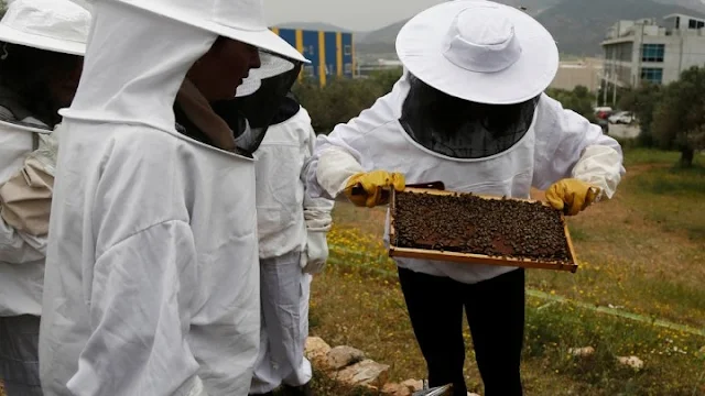 Εκτιμήσεις ότι 30.000 μελίσσια χάθηκαν από την κακοκαιρία "Ιανός" -  Σε απόγνωση οι μελισσοκόμοι