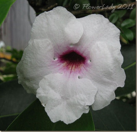 07-06-pandora-vine