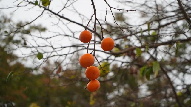 du lịch Hàn Quốc nên mua gì