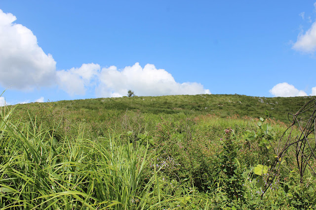 石灰岩と草原が広がる美祢、秋吉台のカルスト台地を歩いてみた【y】